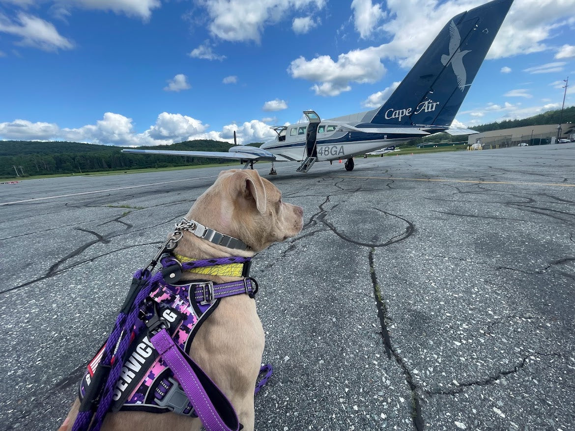Honey the therapy dog at a memorial service